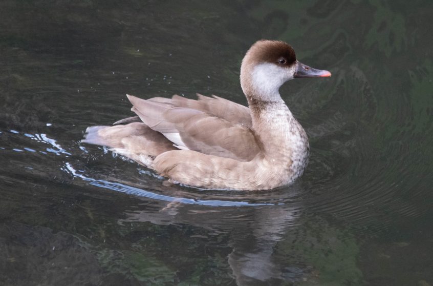 Red-crested Pochard, Wandsworth (R Goodman).
