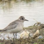 Grey Plover, Beddington Farmlands (D Bulling).
