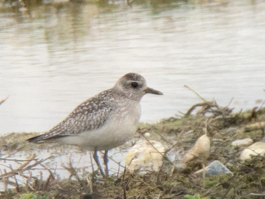 Grey Plover, Beddington Farmlands (D Bulling).