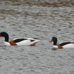 Shelduck, Hogsmill SF (J Snell).