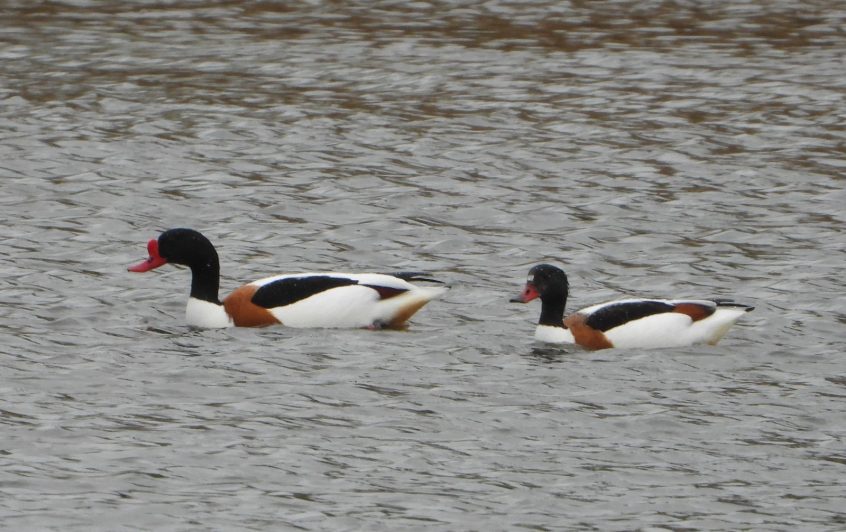Shelduck, Hogsmill SF (J Snell).