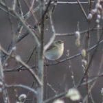 Willow Warbler, Beddington Farmlands (Z Pannifer).