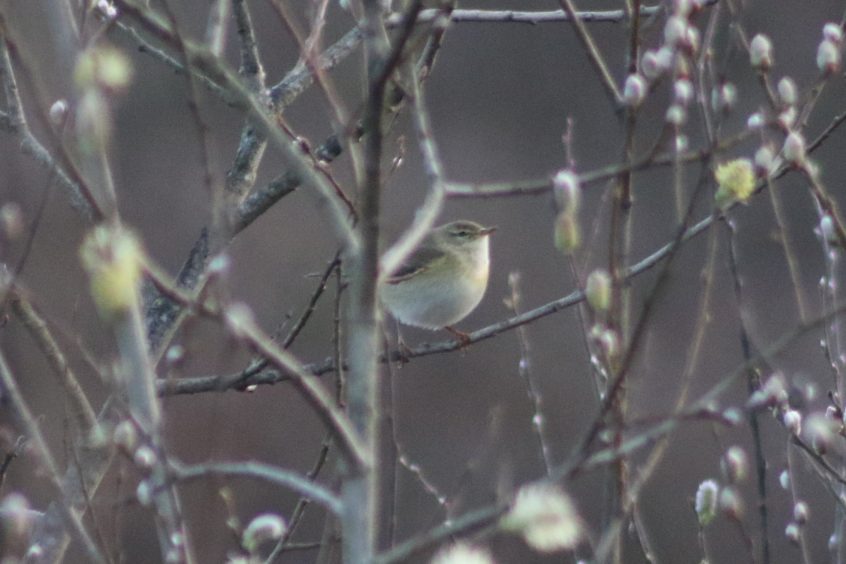 Willow Warbler, Beddington Farmlands (Z Pannifer).