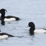 Scaup, Island Barn Reservoir (D Harris).