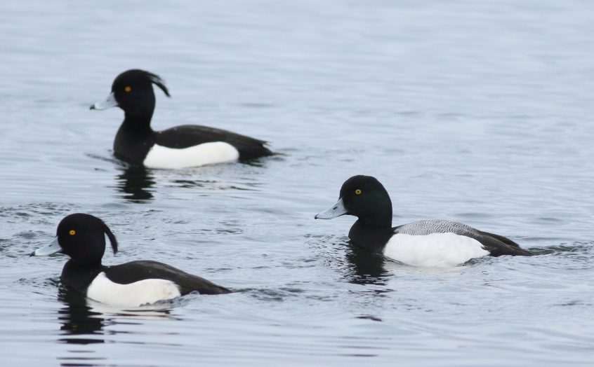 Scaup, Island Barn Reservoir (D Harris).