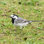 White Wagtail, London Wetland Centre (A Wilkinson).