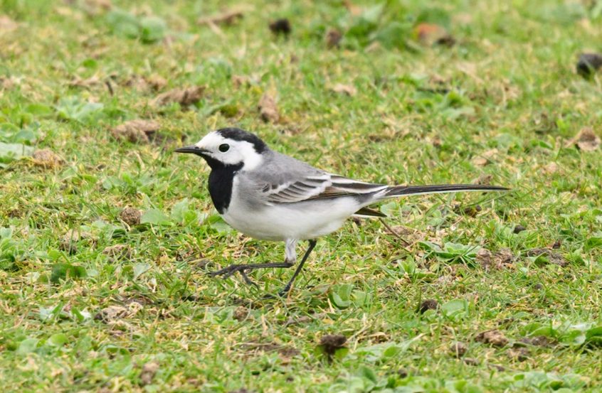 White Wagtail, London Wetland Centre (A Wilkinson).