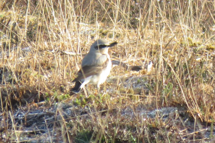 Wheatear, Whitmoor Common (S Chastell).