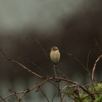 Whinchat, Beddington Farmlands (A Ramesh).