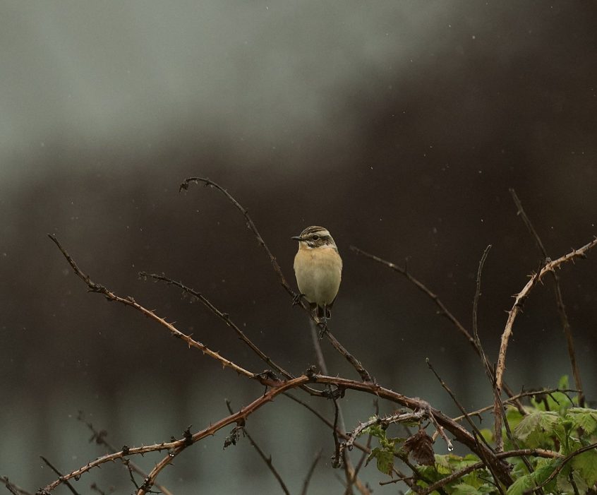 Whinchat, Beddington Farmlands (A Ramesh).