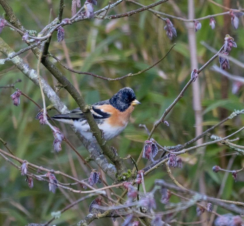 Brambling, Elstead (T Moxon).