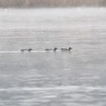 Garganey, Frensham Great Pond (E Stubbs).