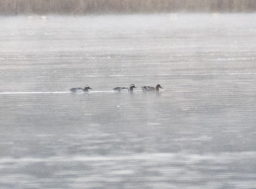 Garganey, Frensham Great Pond (E Stubbs).