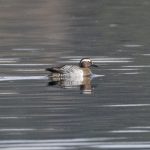 Garganey, Frensham Great Pond (E Stubbs).