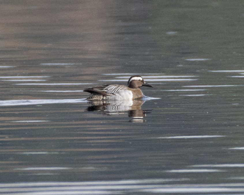 Garganey, Frensham Great Pond (E Stubbs).