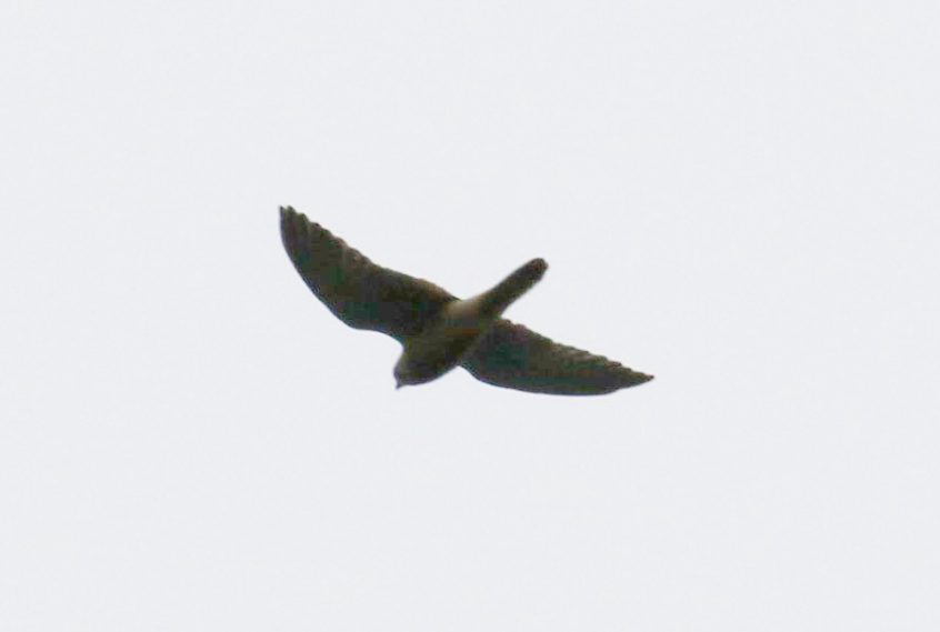 Merlin, Buckland Park Lake (W Attridge).
