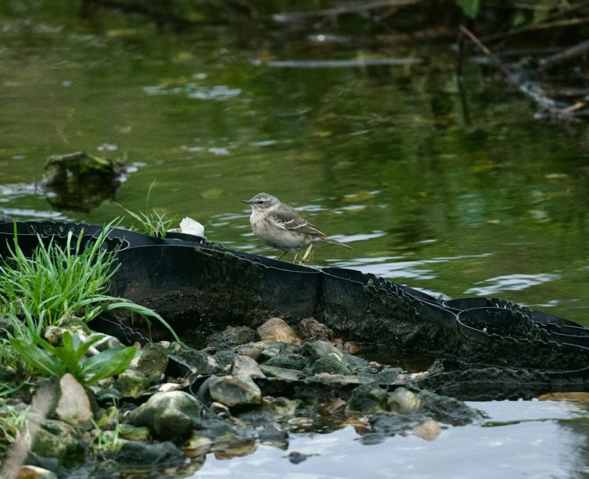 Water Pipit, Beddington Farmlands (A Ramesh).