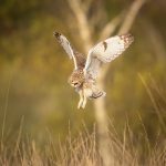 Short-eared Owl, Chobham Common (L Browning).