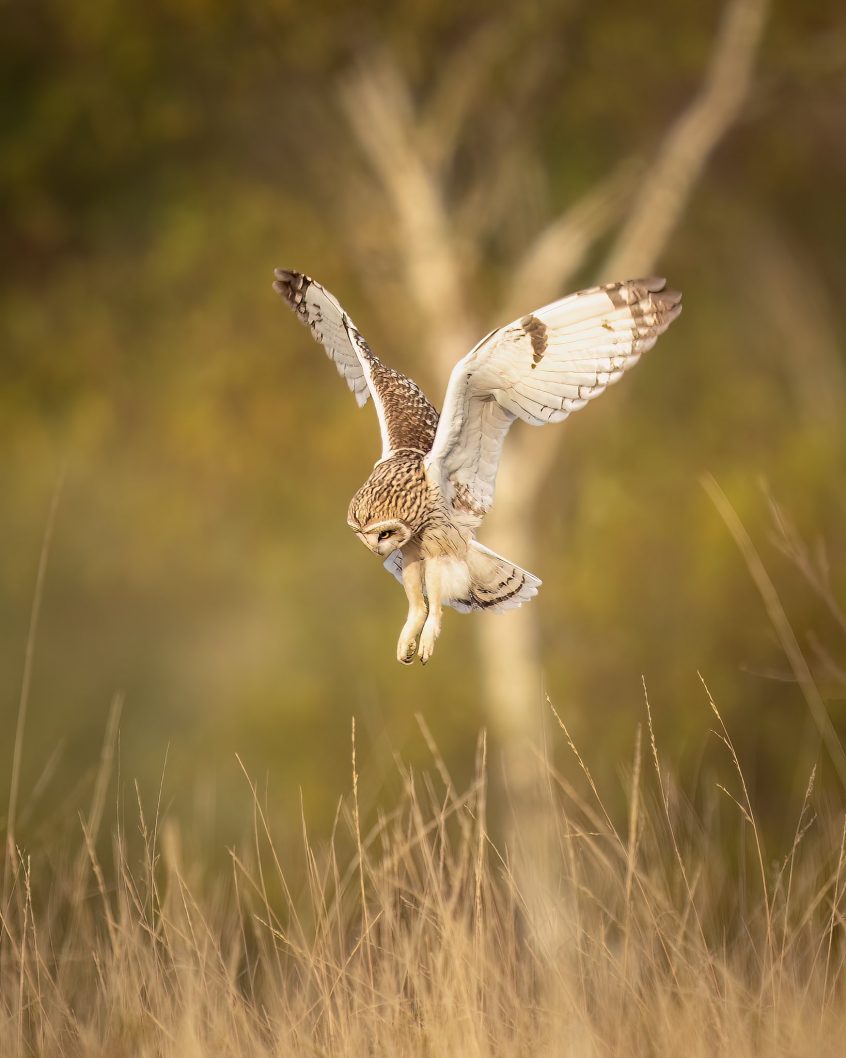 Short-eared Owl, Chobham Common (L Browning).