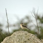 Wheatear, Beddington Farmlands (A Ramesh).