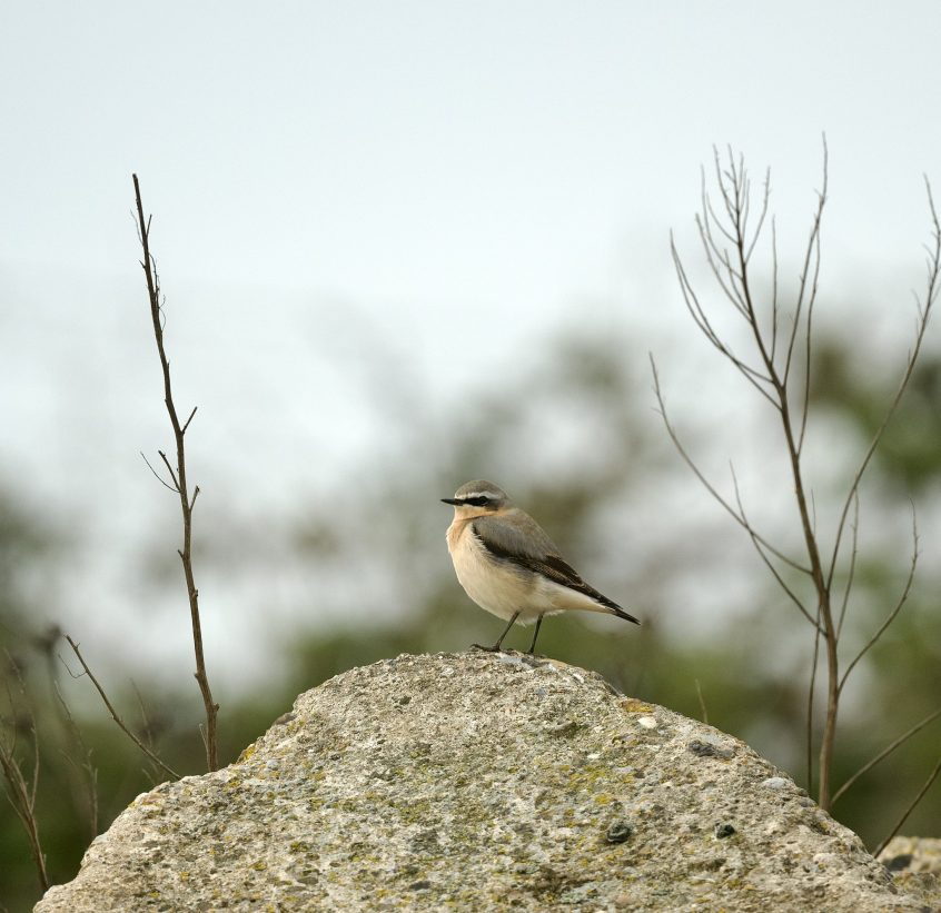 Wheatear, Beddington Farmlands (A Ramesh).