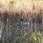 Pintail, Henley Park Lake (M Kettell).