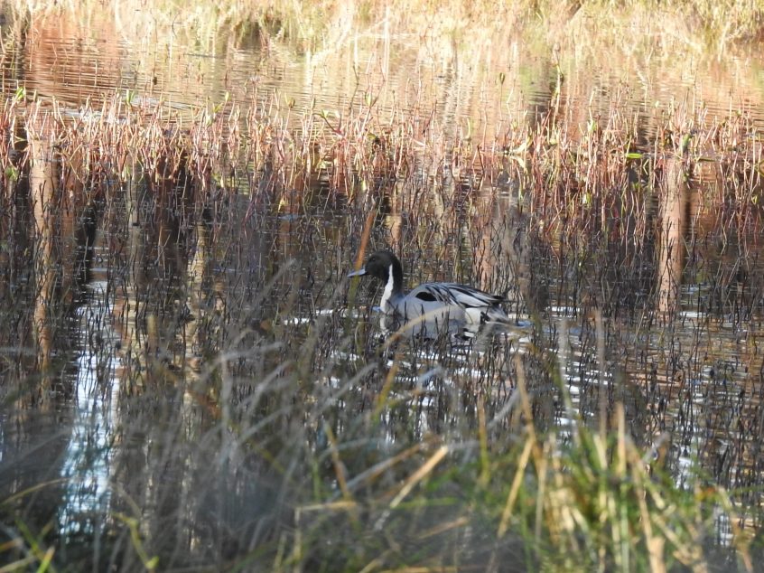 Pintail, Henley Park Lake (M Kettell).