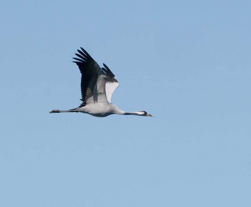 Crane, Island Barn Reservoir (C Turner).