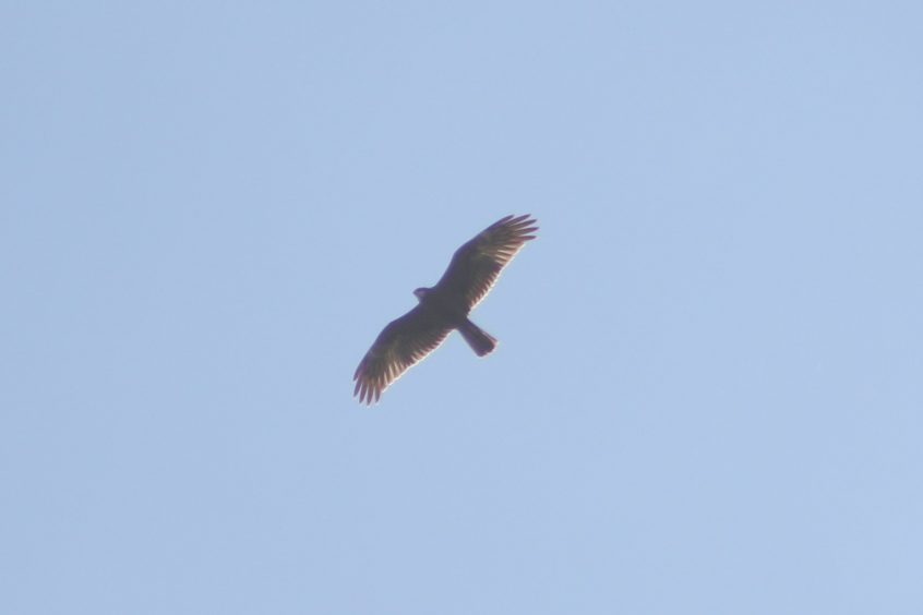 Marsh Harrier, Beddington Farmlands (Z Pannifer).