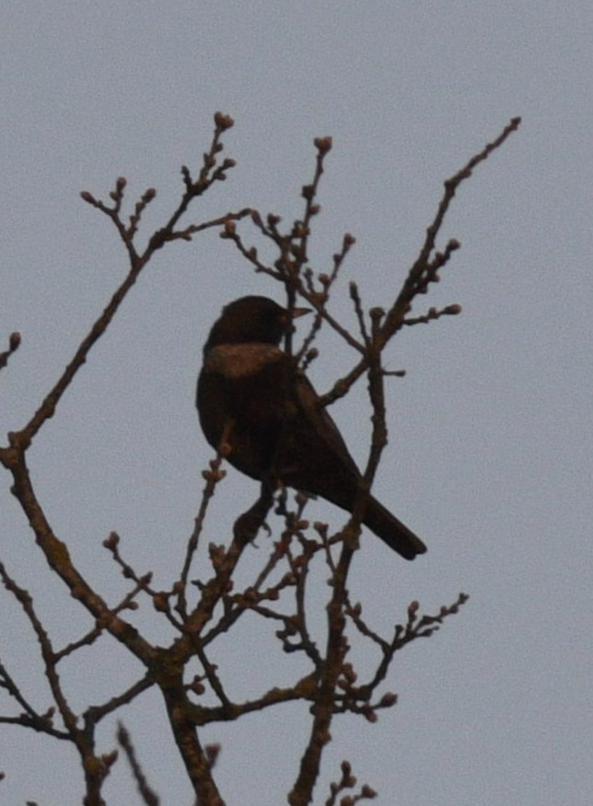 Ring Ouzel, Papercourt Water Meadows (E Sames).