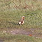 Wheatear, Buckland Park Lake (W Attridge).