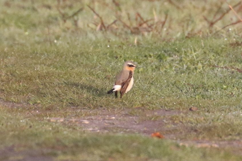 Wheatear, Buckland Park Lake (W Attridge).