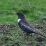 Ring Ouzel, Richmond Park (T Inns).