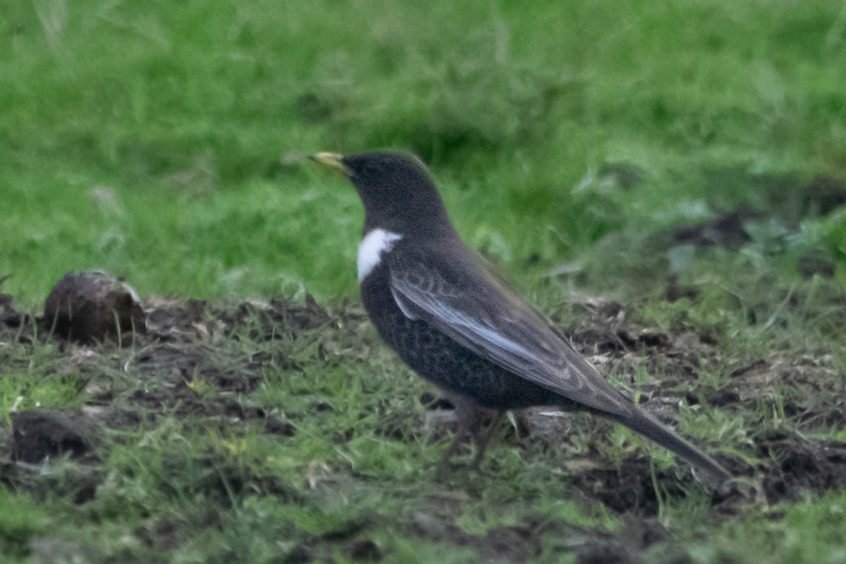 Ring Ouzel, Richmond Park (T Inns).