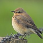 Wheatear, Weybourne (J Hunt).