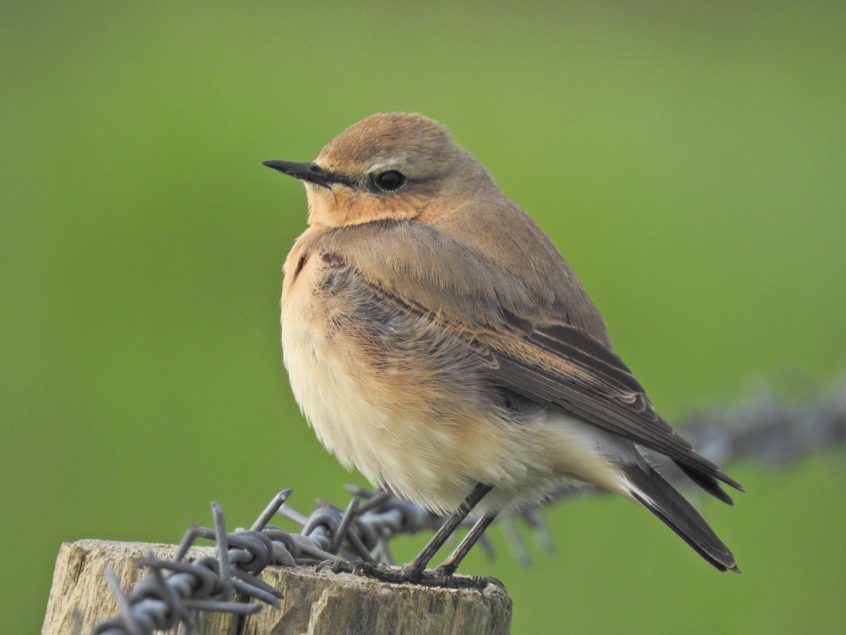 Wheatear, Weybourne (J Hunt).