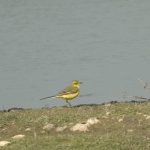 Yellow Wagtail, Beddington Farmlands (A Ramesh).
