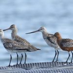 Bar-tailed Godwits, Island Barn Reservoir (D Harris).
