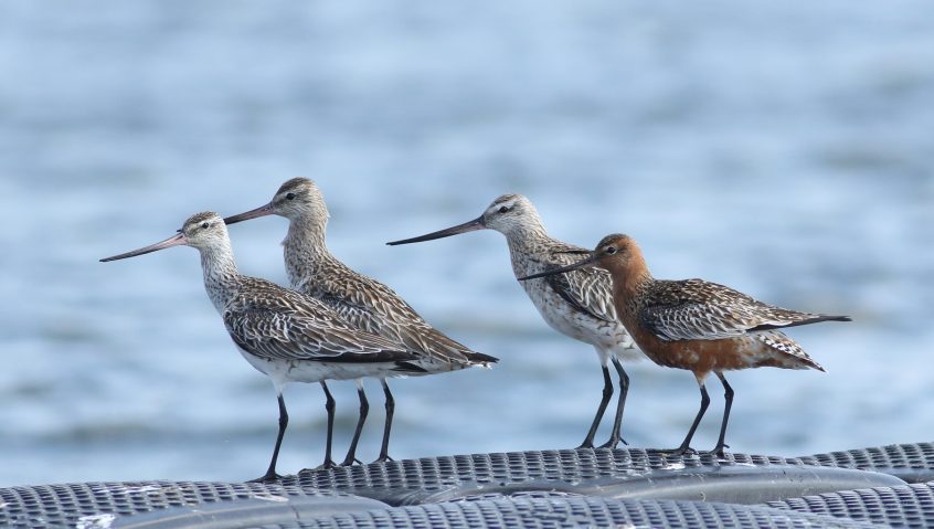 Bar-tailed Godwits, Island Barn Reservoir (D Harris).