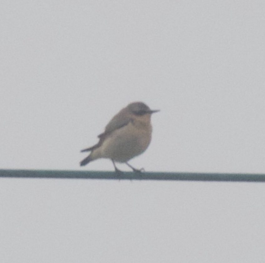 Wheatear, Papercourt Water Meadows (E Sames).