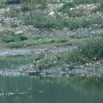 Whimbrel, Beddington Farmlands (A Ramesh).