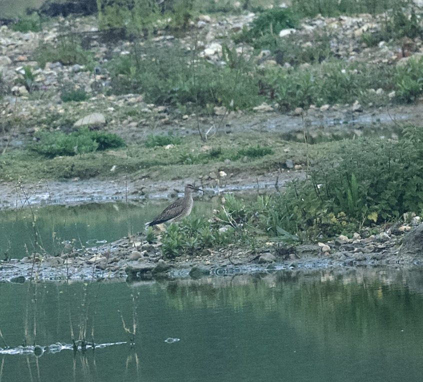 Whimbrel, Beddington Farmlands (A Ramesh).