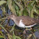Common Sandpiper, Hogsmill SF (R Inns).