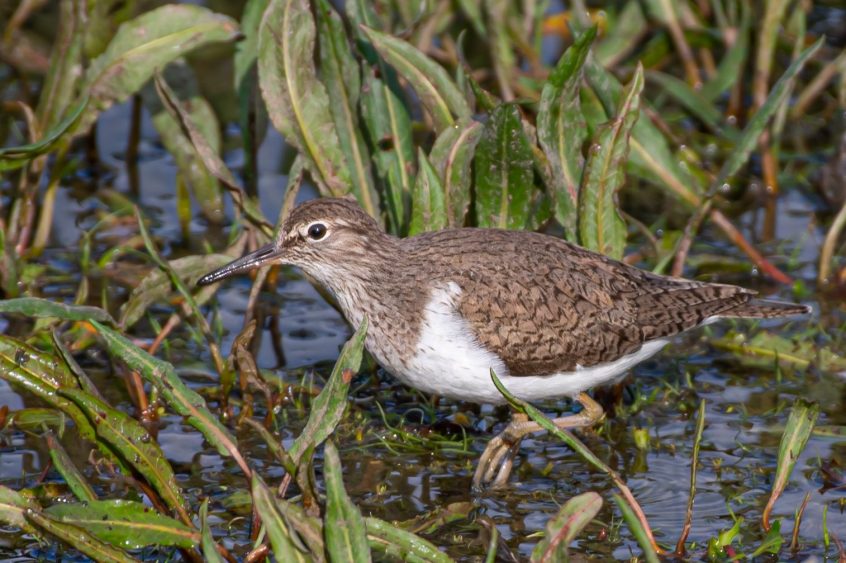 Common Sandpiper, Hogsmill SF (R Inns).
