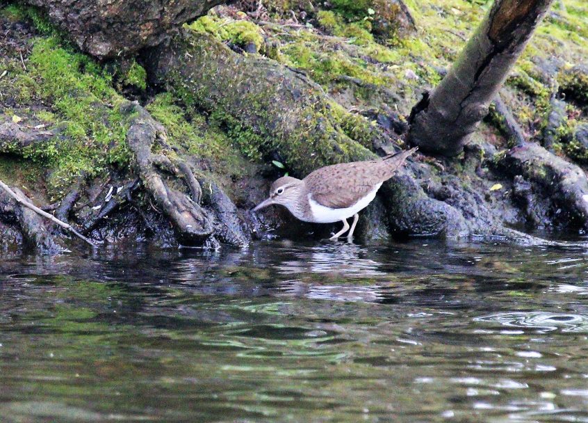 Common Sandpiper, Stoke Lake (M Fincham).