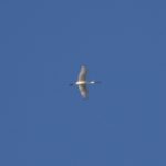 Spoonbill, Beddington Farmlands (Z Pannifer).