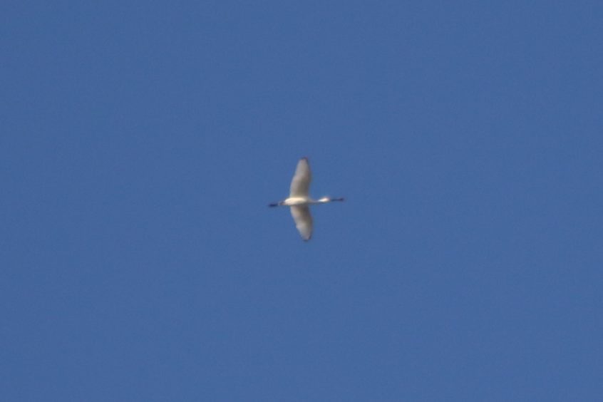 Spoonbill, Beddington Farmlands (Z Pannifer).