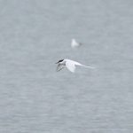 Arctic Tern, Island Barn Reservoir (D Harris).