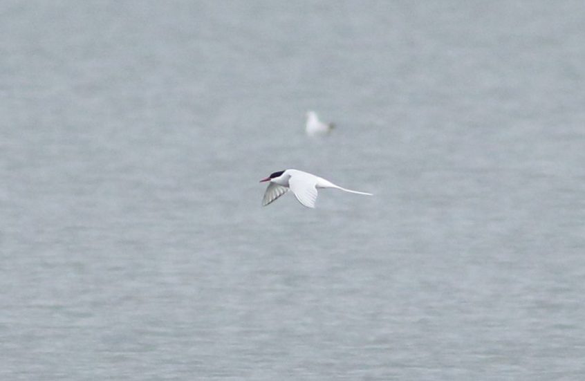 Arctic Tern, Island Barn Reservoir (D Harris).