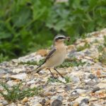 Wheatear, Beddington Farmlands (D Warren).